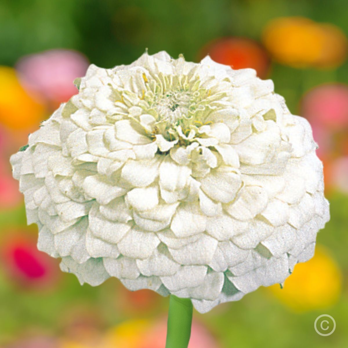 Zinnia- Oklahoma White