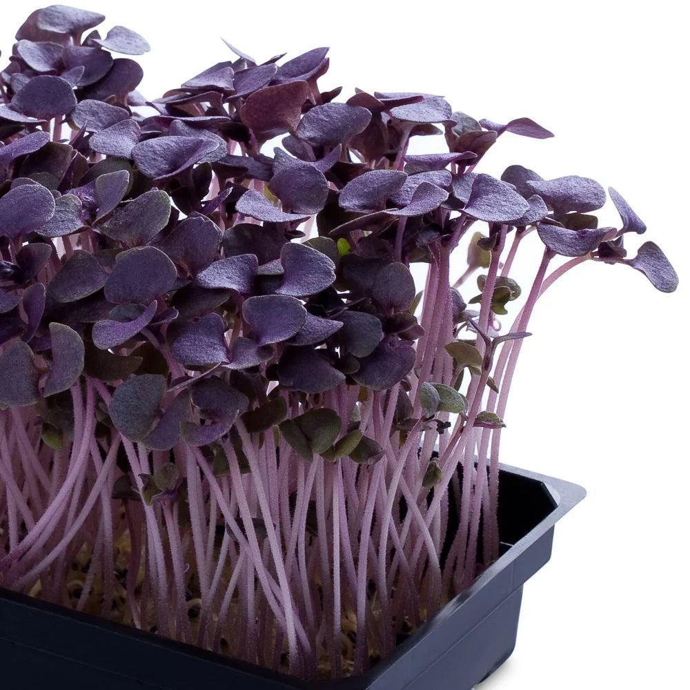 Basil, Dark Opal – Microgreen Seed