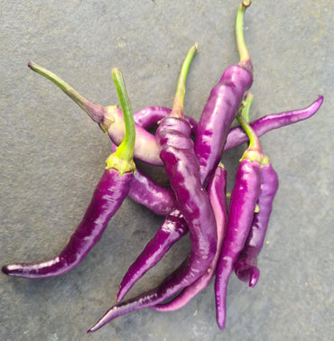 Chilli- Lilac Cayenne