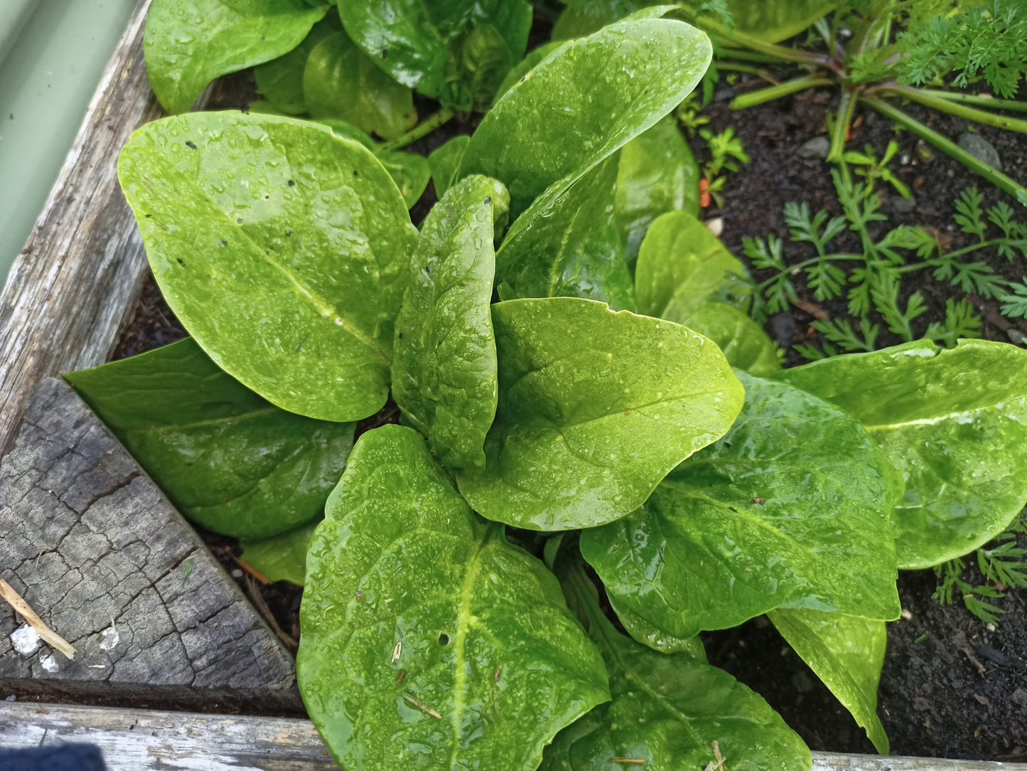 Spinach- Amsterdam Giant