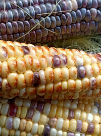 Corn, Sweet- Anasazi