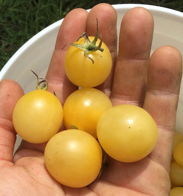 Tomato- White Cherry