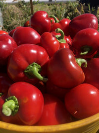 Capsicum- Pimento