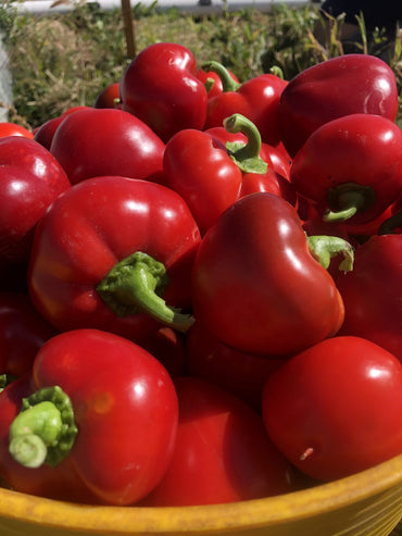 Capsicum- Pimento