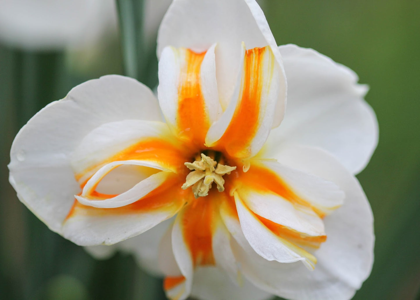 Daffodil Broadway Star White Bulb