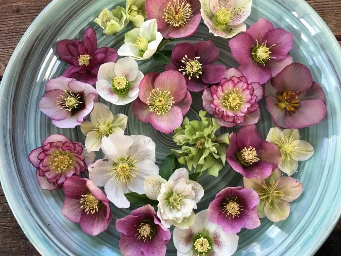 Wedding Party Double Hellebore Collection