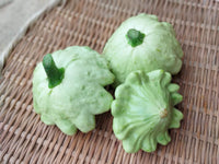 Benning’s Green Tint – Patty Pan Squash Seed