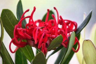 Waratah- Tasmanian