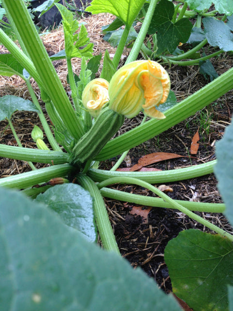 Zucchini- Costata Romanesco