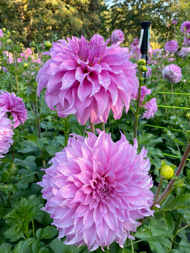 Vassio Meggos Dahlia