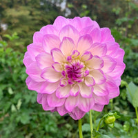 Blue Wish Dahlia