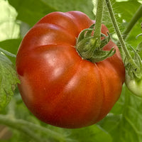 Tasmanian Chocolate – Organic Tomato Seed