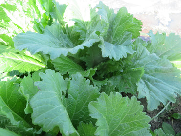 Mustard Greens- Horned