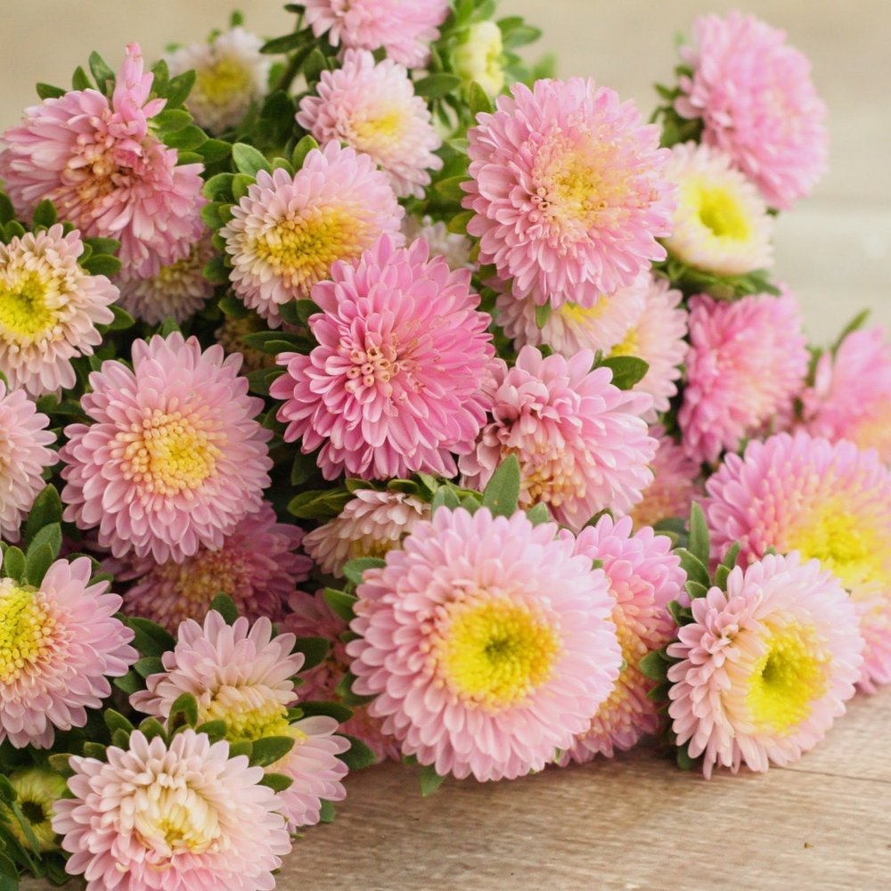 Bonita Shell Pink – Film-Coated China Aster Seed