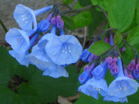 Virginia Bluebells