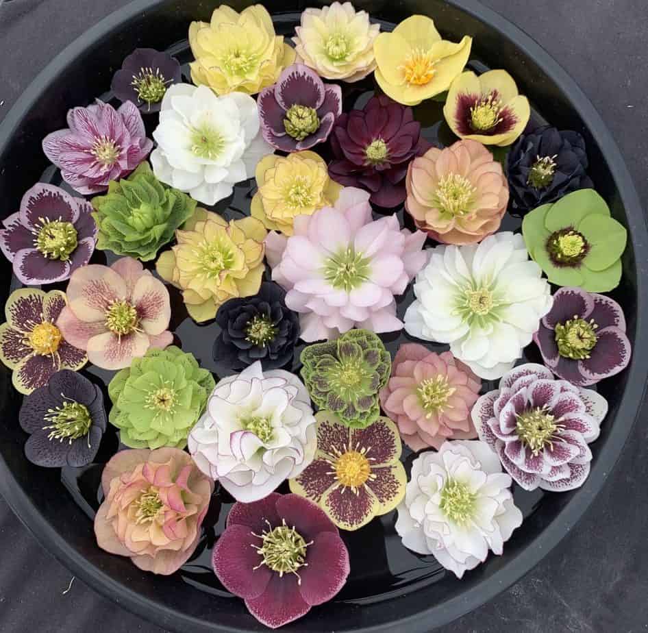 Wedding Party Double Hellebore Collection