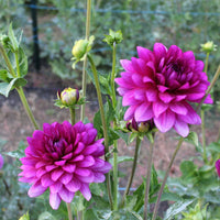 All Seasons Dahlia