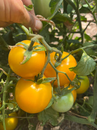 Taxi – Organic Tomato Seed