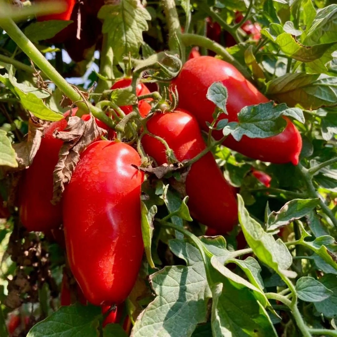 Tomato San Marzano  Vegetable Seeds