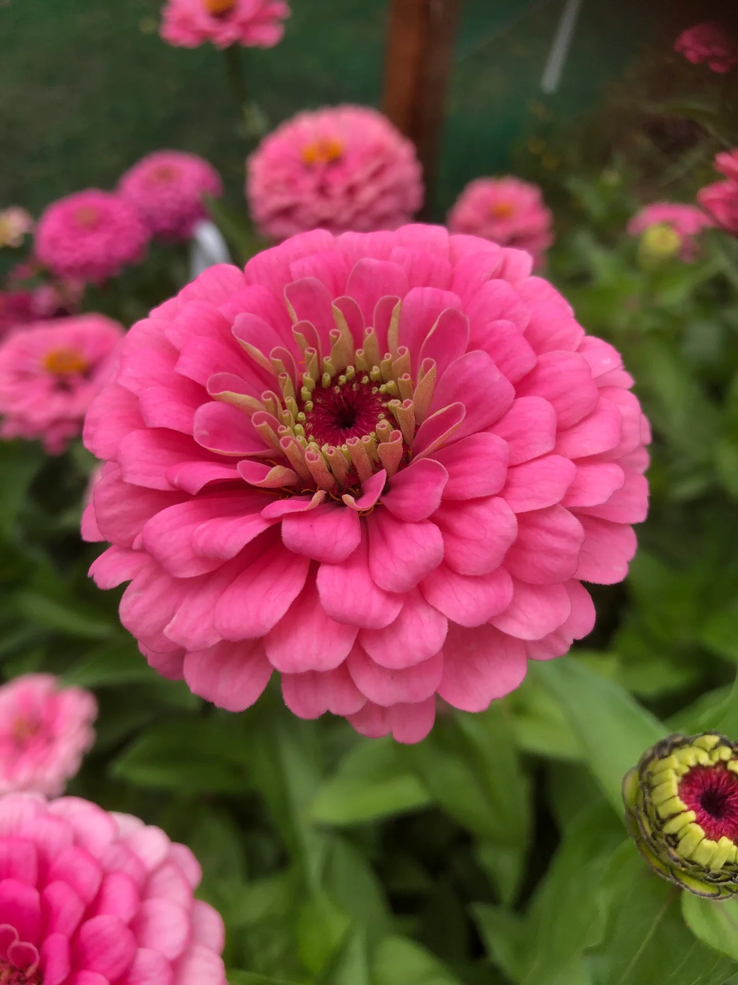 Zinnia- Benary's Giant Bright Pink