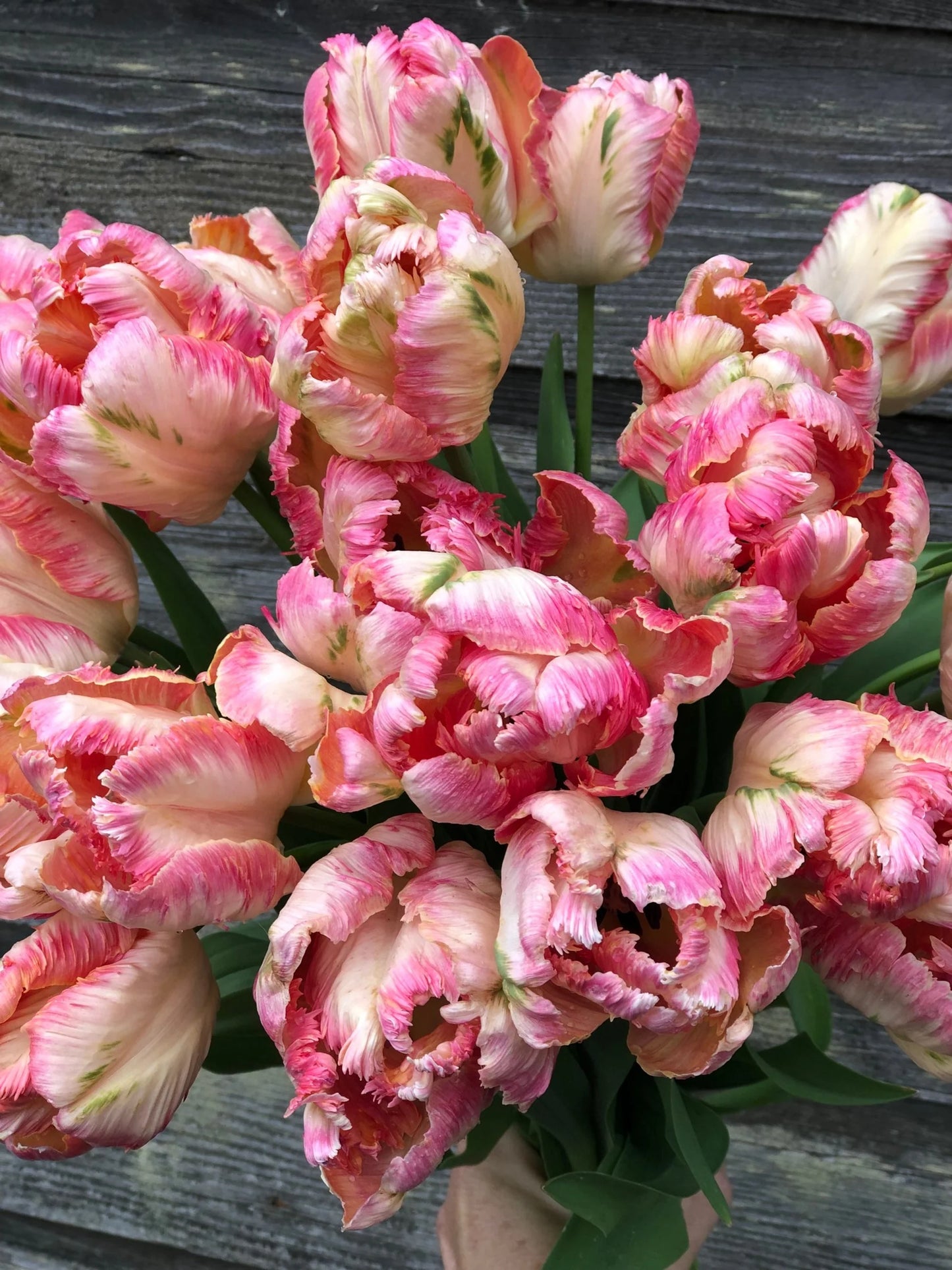 Apricot Parrot Tulip Seeds