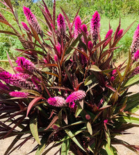 Flamingo Purple – Celosia Seed