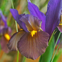 Iris Tigereye Purple Bulb