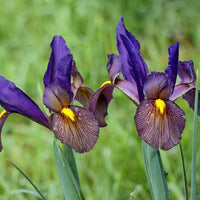 Iris Tigereye Purple Bulb