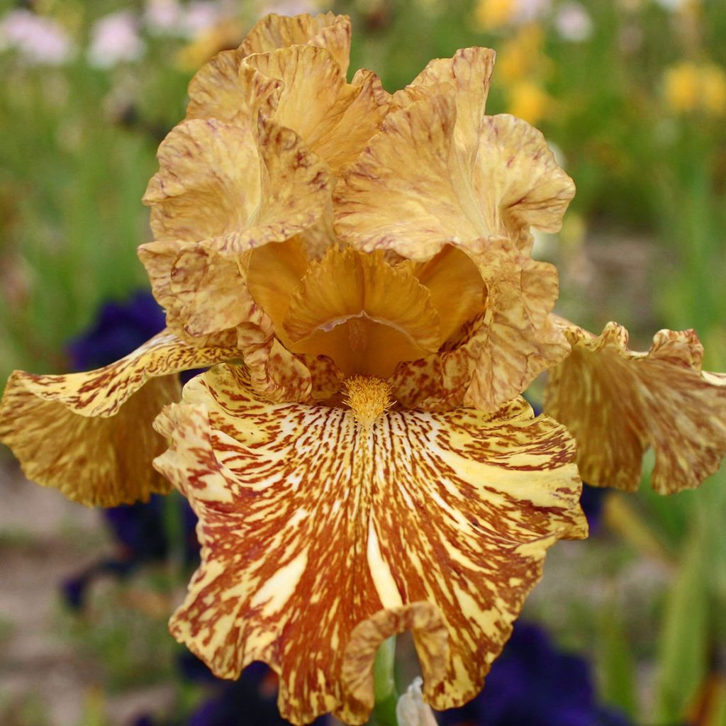 Tiger Honey Bearded Iris Seeds