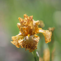 Tiger Honey Bearded Iris Seeds