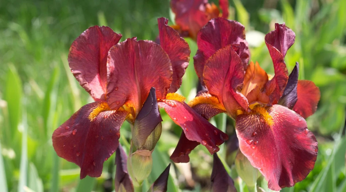 Bernice's Legacy Reblooming Bearded Iris Seeds