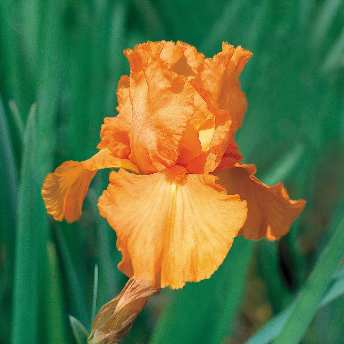 Iris Orange Bulb