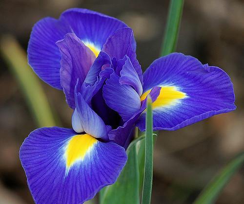 Iris Professor Blauw Bulbs