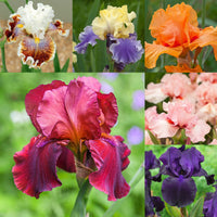 Blue Velvet Bearded Iris Mixture Seeds