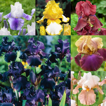 Breck's Dwarf Bearded Iris Collection Seeds