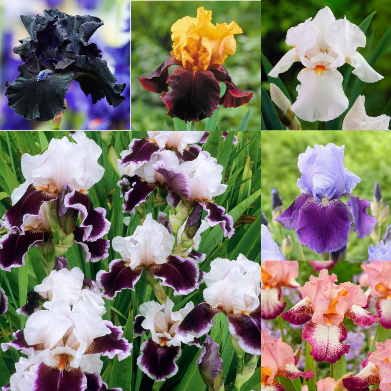 Two-Tone Bearded Iris Mixture