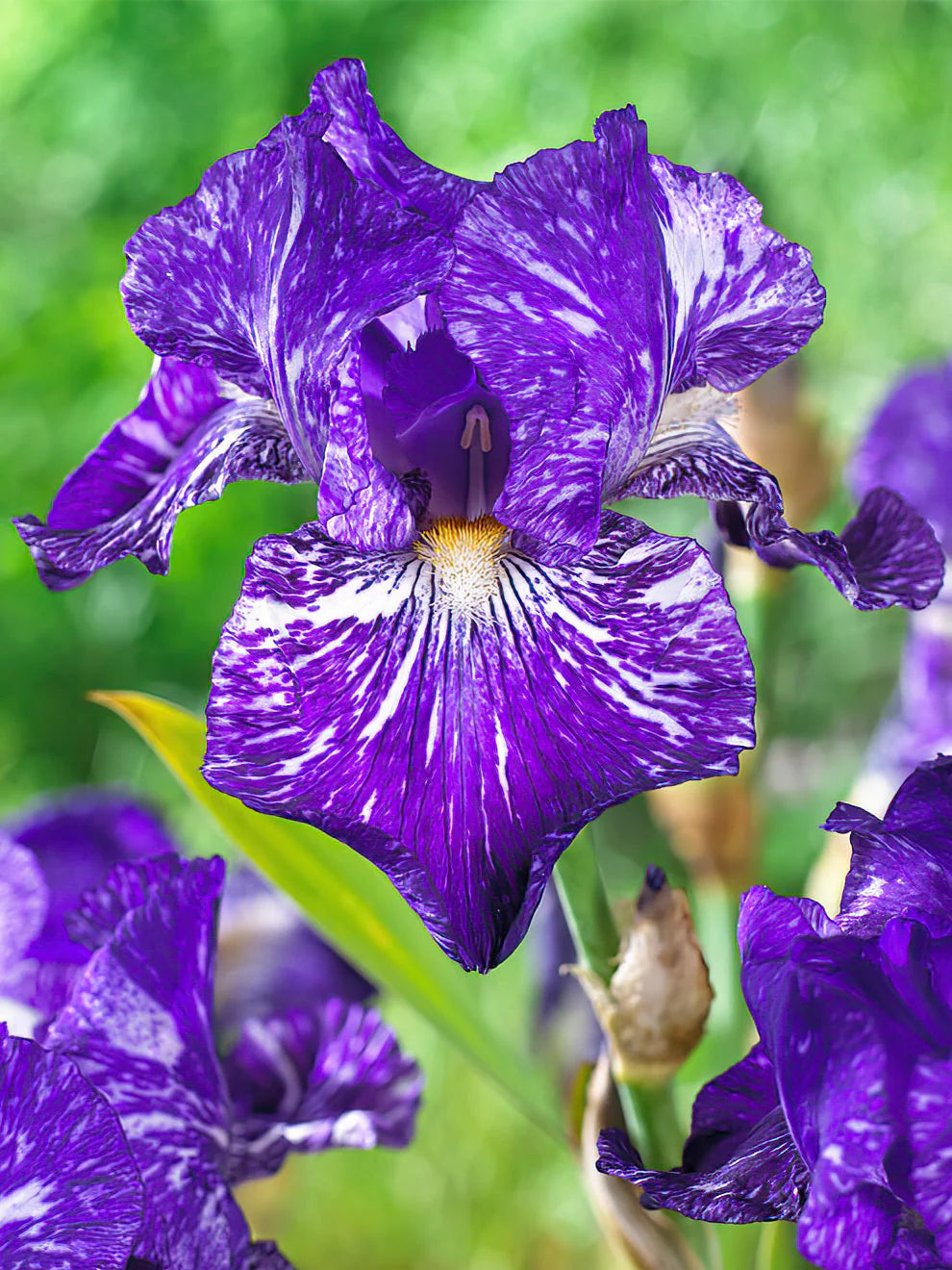 Autumn Circus Colourful Tall Bearded Reblooming Iris Seeds