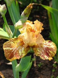 Tiger Honey Bearded Iris