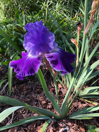 Transgalactic Bearded Iris Seeds