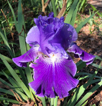 Transgalactic Bearded Iris Seeds