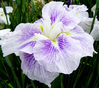 Tiramisu Dinner Plate Japanese Iris