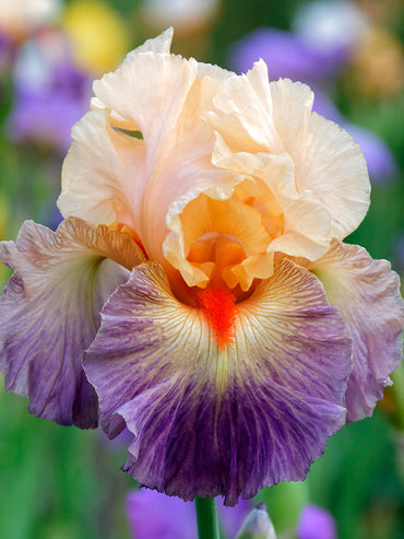 Undercurrent Bearded Iris Seeds