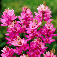 Ixia Panorama Pink Bulb