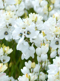 Ixia Mabel White Bulb