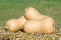 Waldo PMR – Butternut Squash Seed