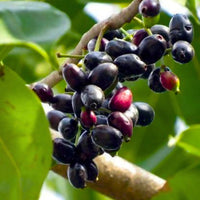 Jamun Fruit Tree Seeds