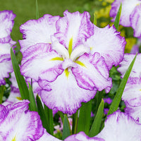 Tiramisu Dinner Plate Japanese Iris