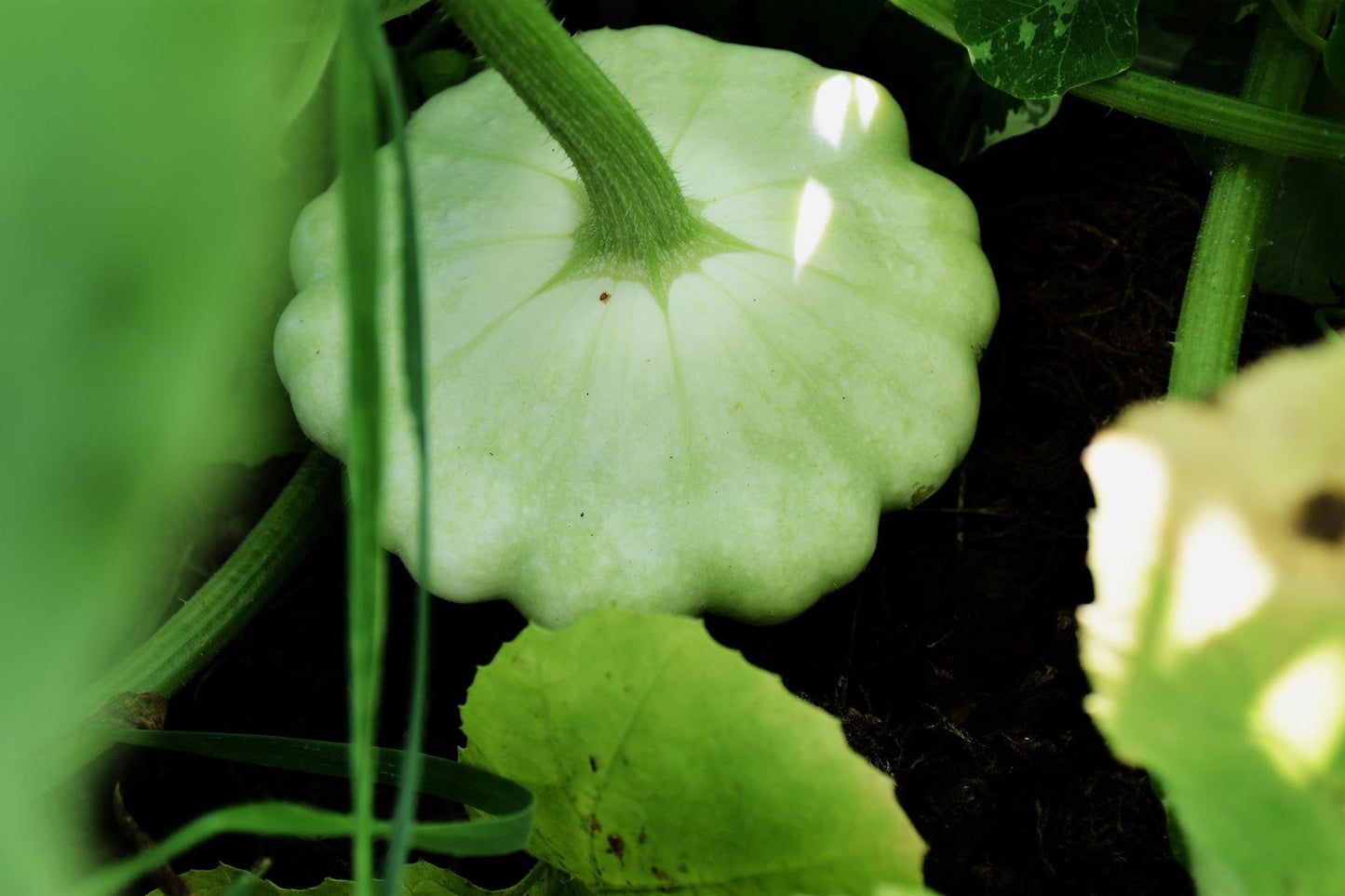 Benning’s Green Tint – Patty Pan Squash Seed