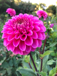 Ton Sur Ton Dahlia