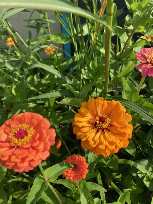 Jim Baggett’s Choice Mix – Organic Zinnia Seed